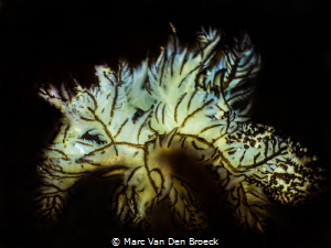 nudi white by Marc Van Den Broeck 
